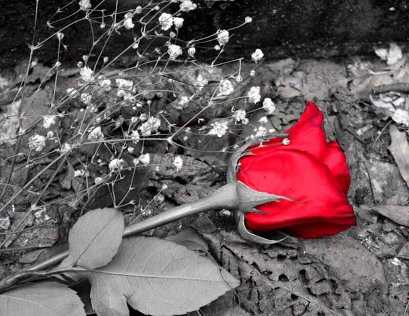 Red Rose on Ground — Dramatic