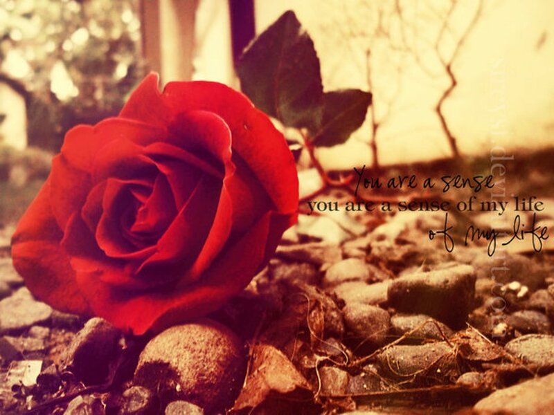 Red Rose on Ground — Romantic