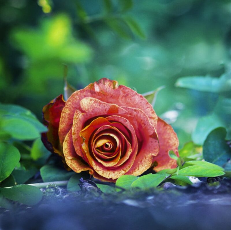 Red Rose on Ground — Serene, Photograph