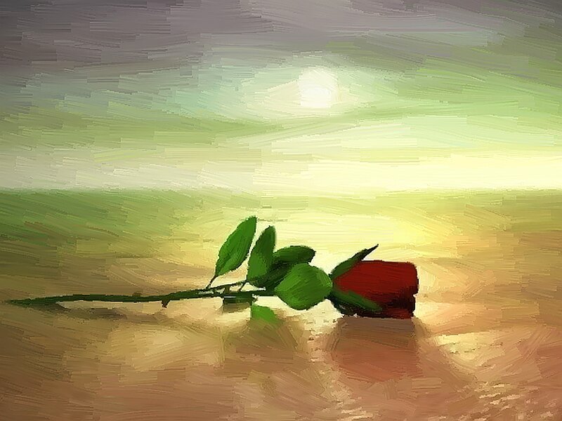 Red Rose on Ground — Serene