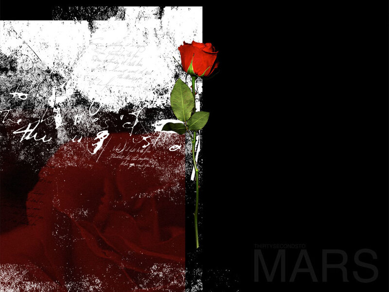 Red rose on grunge background