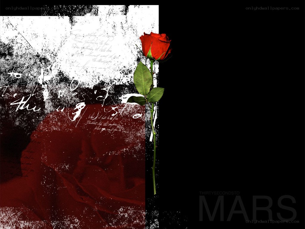 Red rose on grunge background