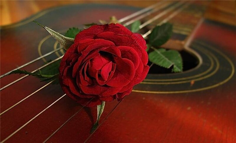 Red Rose on Guitar — Calm, Photograph, Leaves