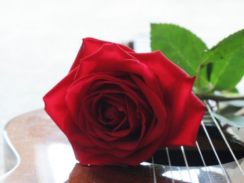 Red Rose on Guitar — Calm