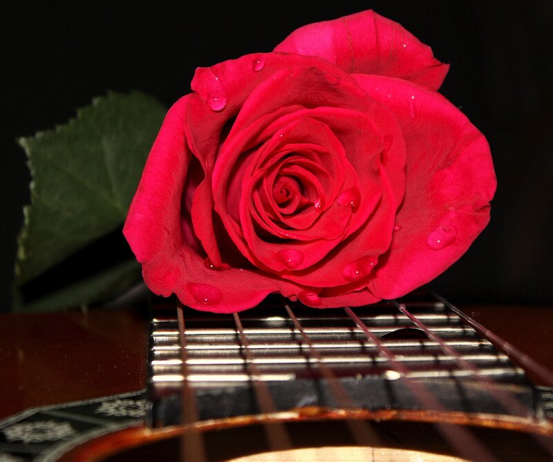 Red Rose on Guitar — Dramatic, Photograph, Leaf