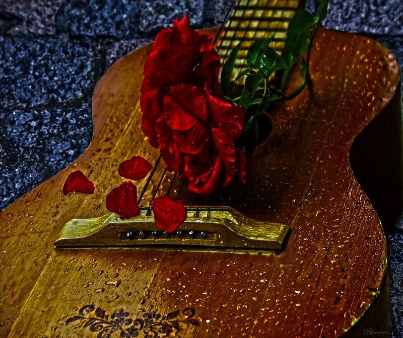 Red Rose on Guitar — Dramatic, Photograph, Petals