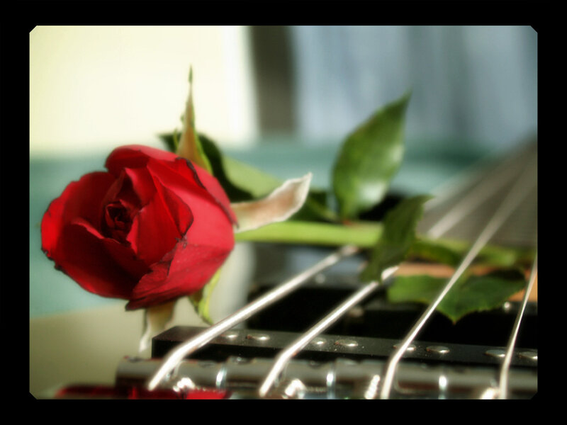 Red rose on guitar strings