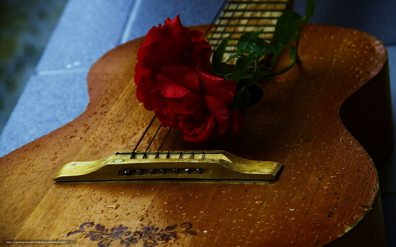 Red rose on guitar