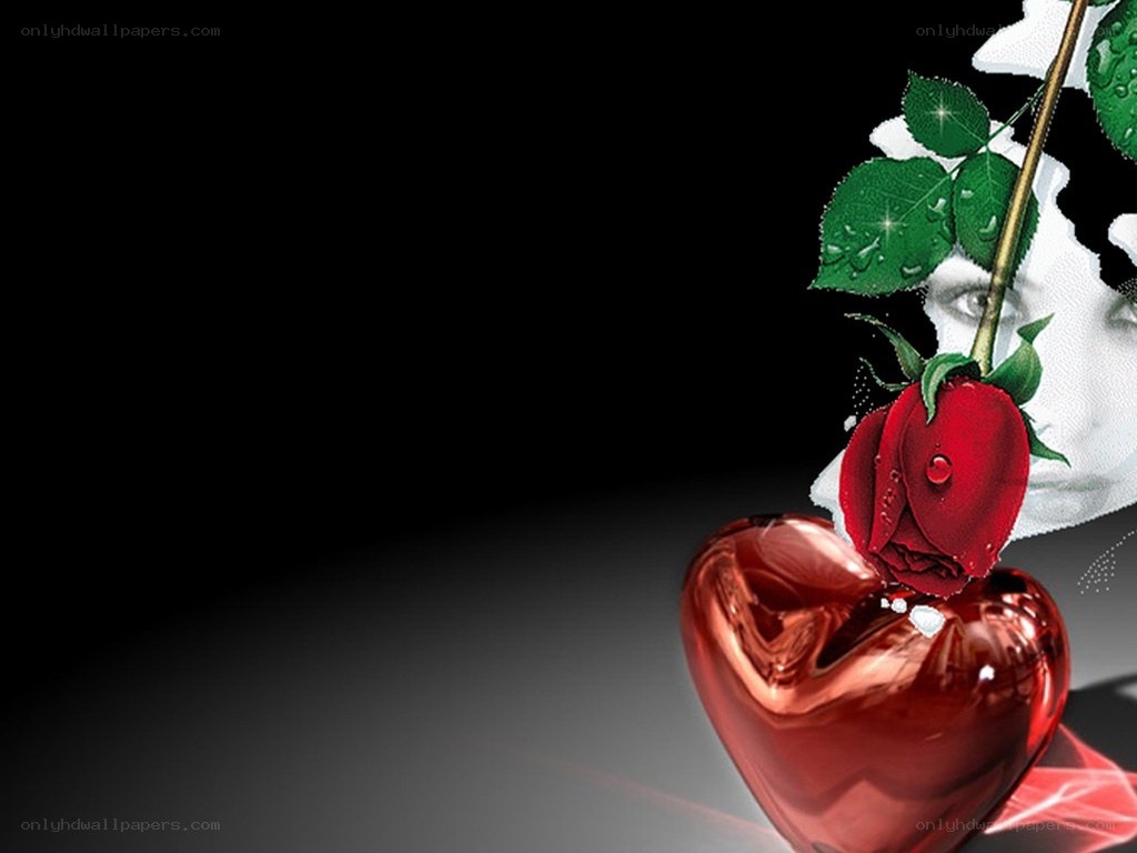 Red rose on heart background
