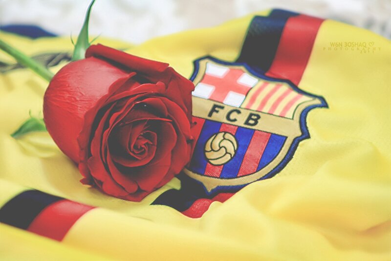 Red Rose on Jersey