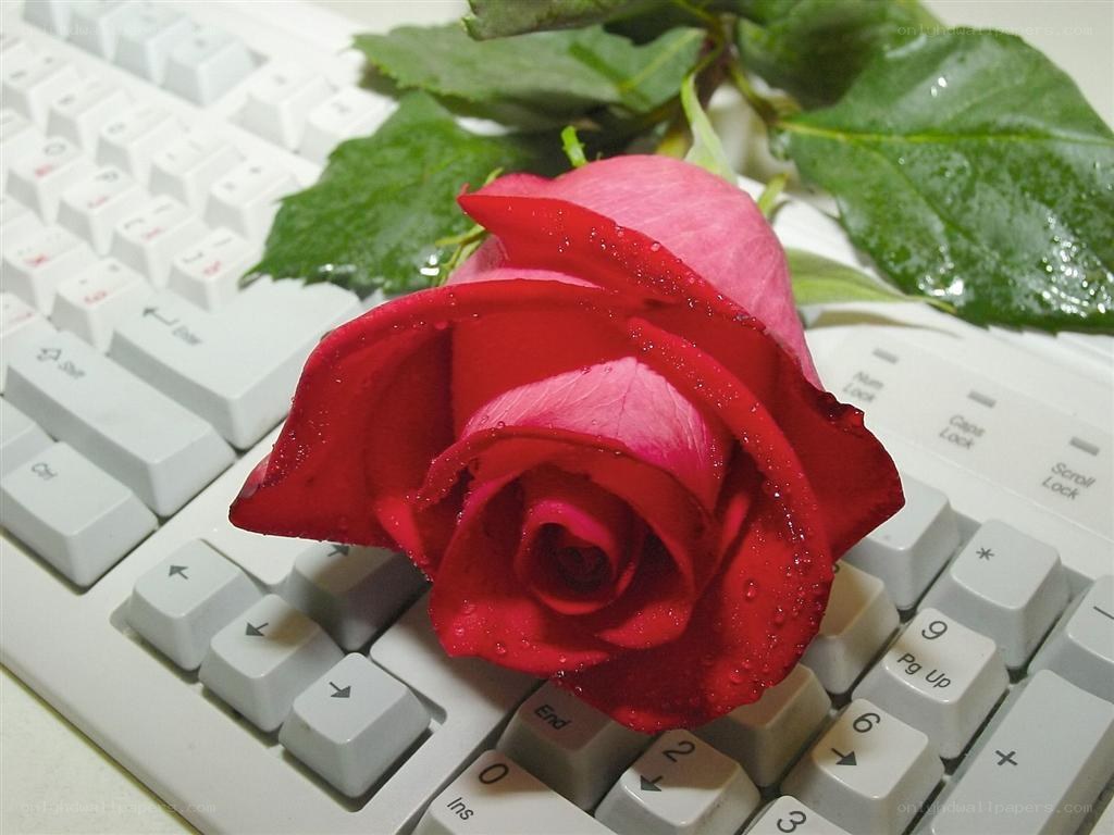 Red rose on keyboard