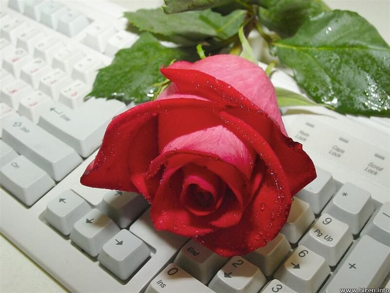 Red rose on keyboard