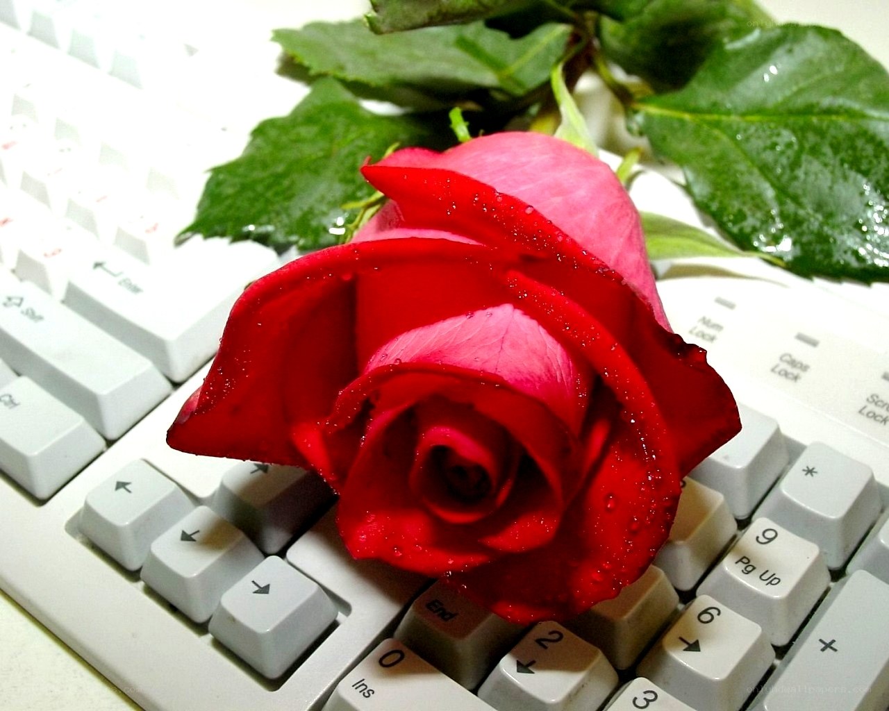 Red rose on keyboard