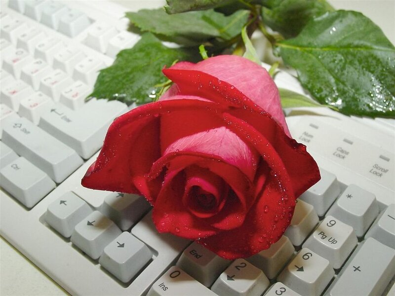 Red Rose on Keyboard — Calm, Photograph, Leaves, Water Droplets