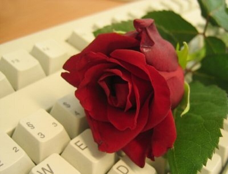 Red Rose on Keyboard — Calm, Photograph
