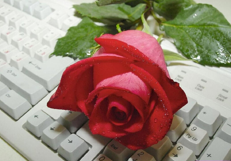 Red Rose on Keyboard — Calm