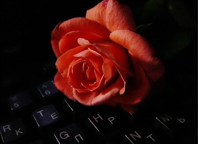 Red Rose on Keyboard — Dramatic