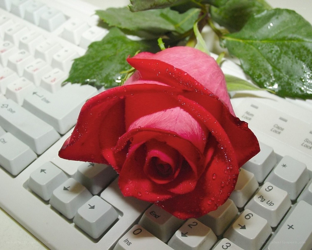 Red rose on keyboard