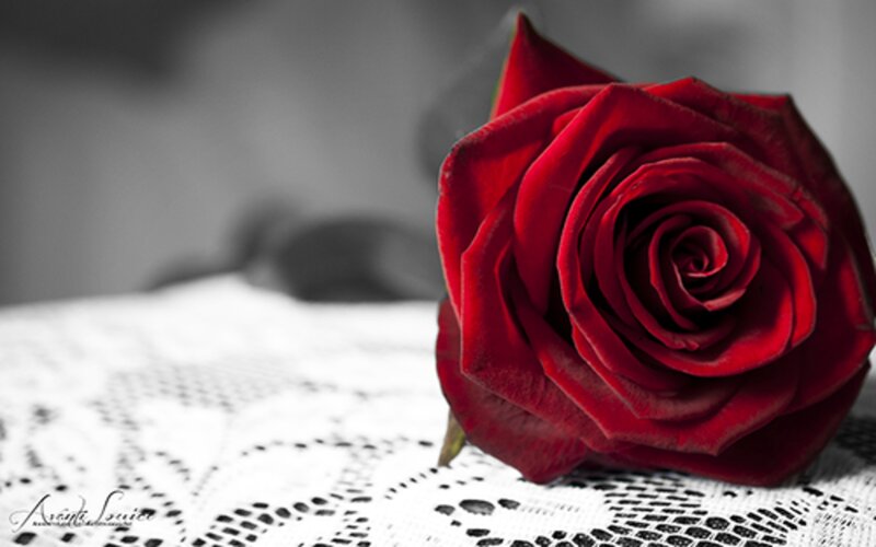 Red Rose on Lace — Dramatic