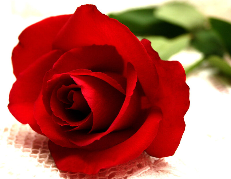 Red Rose on Lace
