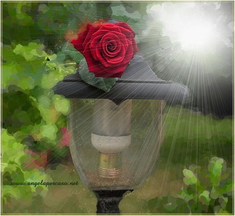 Red Rose on Lamp