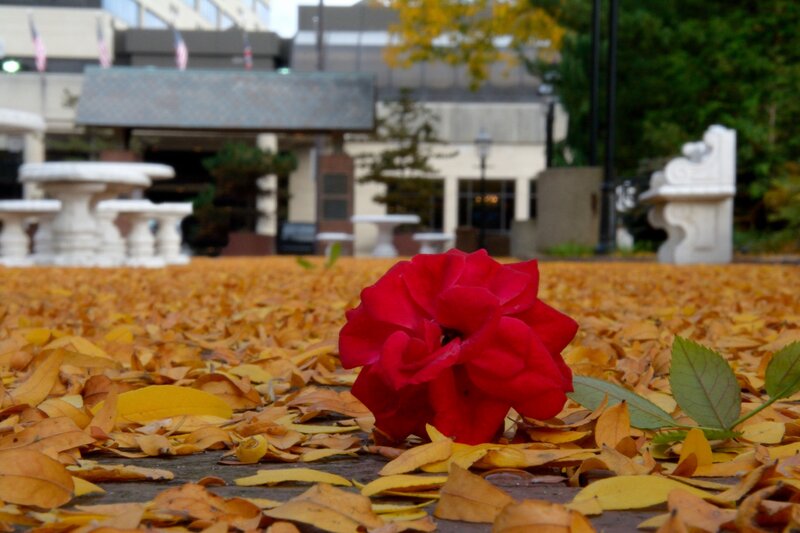 Red Rose on Leaves — Calm