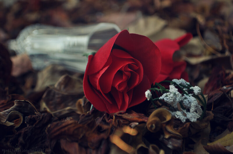 Red Rose on Leaves — Melancholic