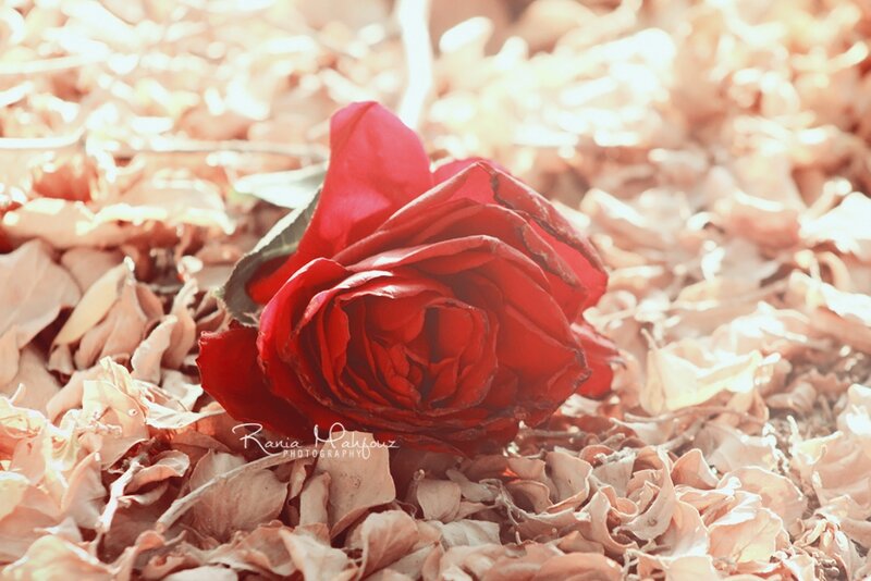 Red Rose on Leaves — Serene