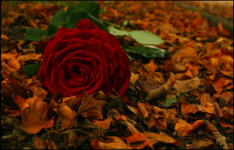Red Rose on Leaves — Somber, Autumn