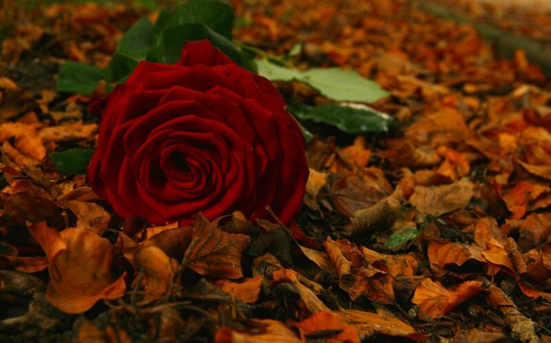 Red Rose on Leaves — Somber