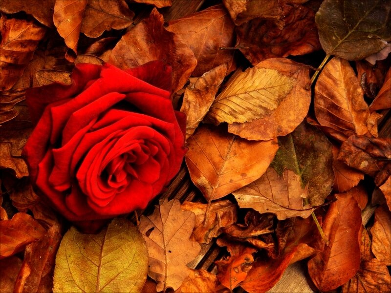 Red Rose on Leaves