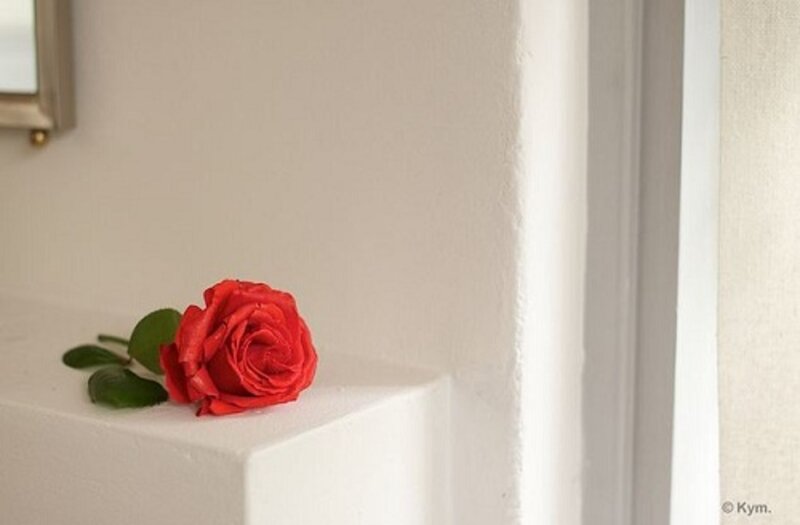 Red Rose on Ledge
