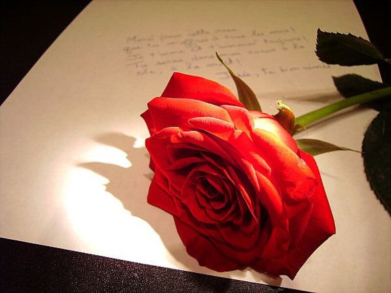 Red Rose on Letter — Romantic