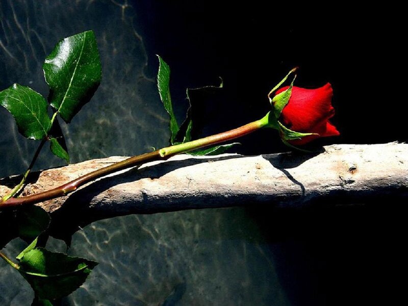 Red Rose on Log