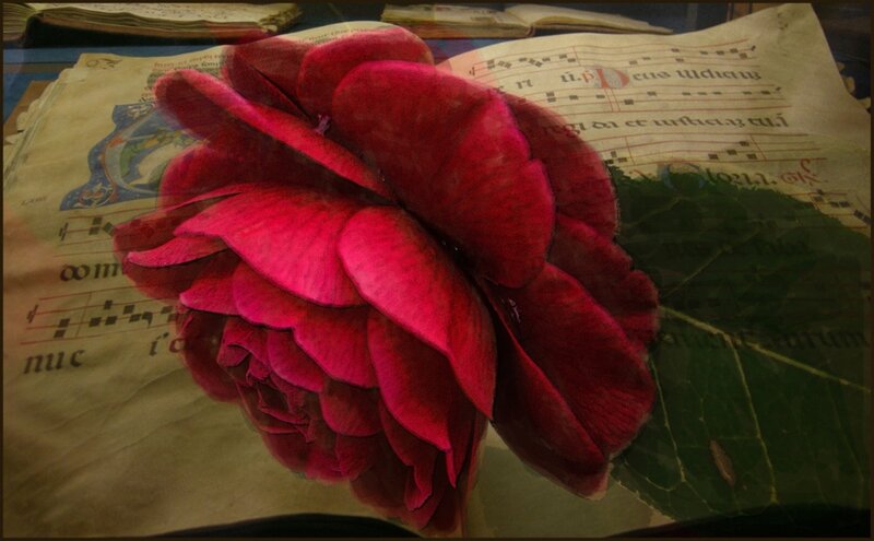 Red Rose on Manuscript — Dramatic