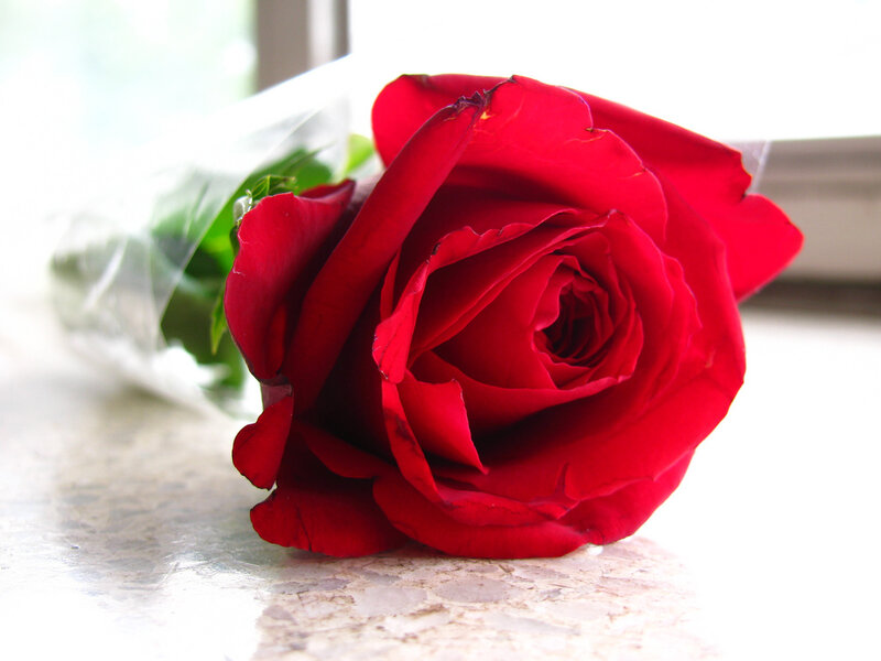Red Rose on Marble