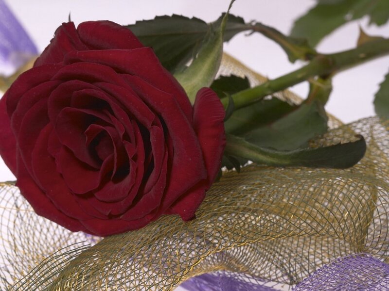 Red Rose on Mesh — Calm