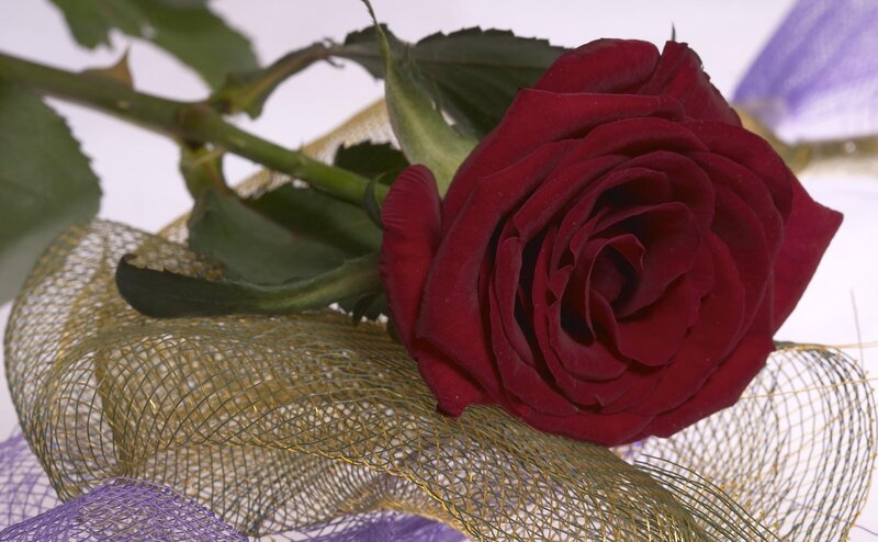 Red Rose on Mesh Ribbon — Calm, Photograph