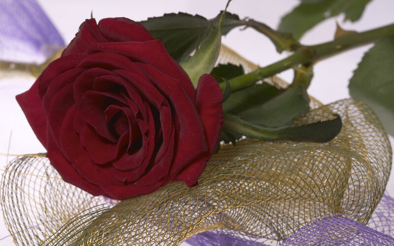 Red Rose on Mesh Ribbon