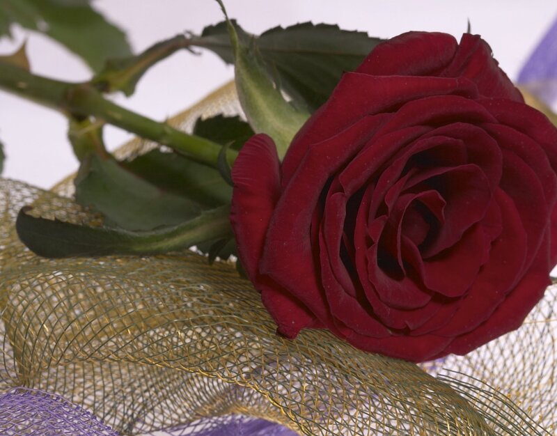 Red Rose on Mesh