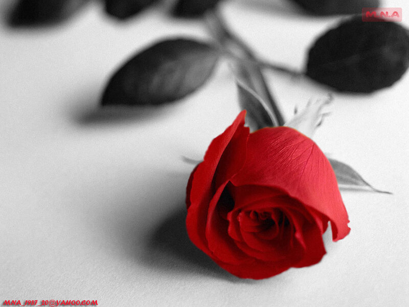 Red rose on monochrome background