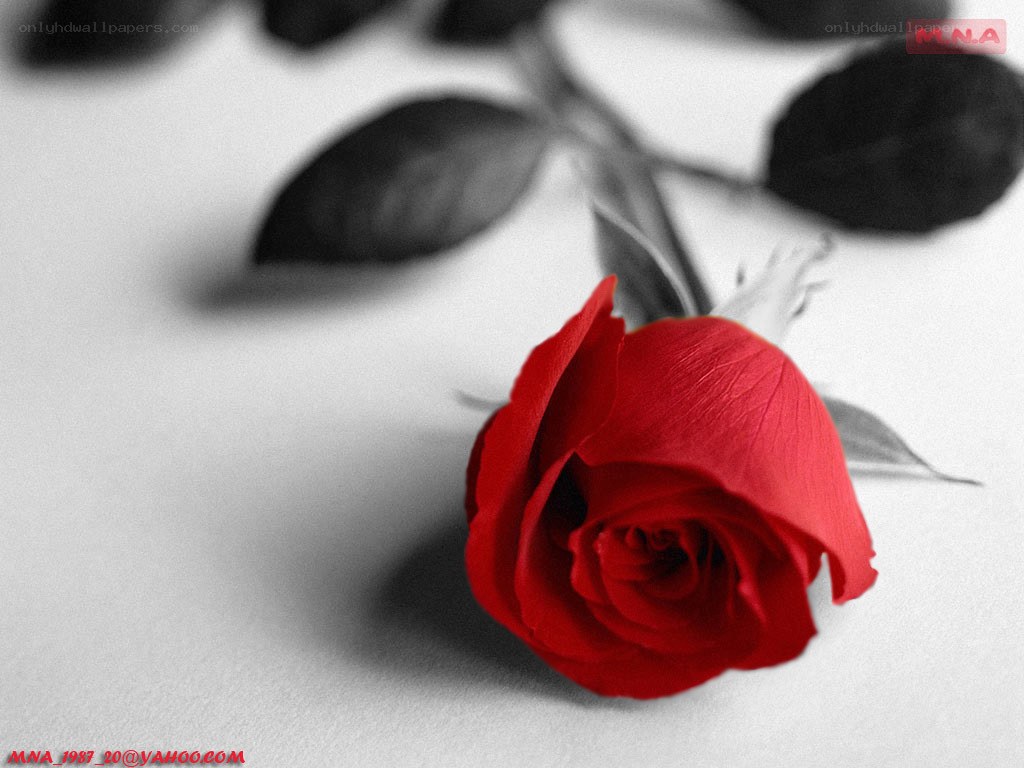 Red rose on monochrome background