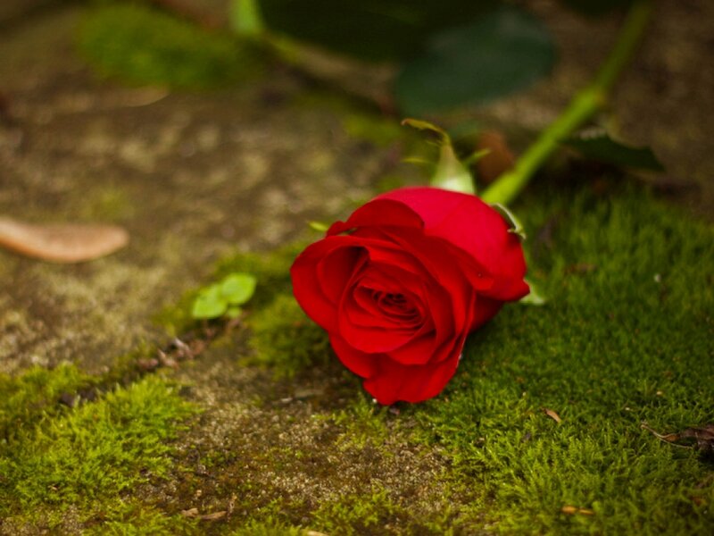 Red Rose on Moss
