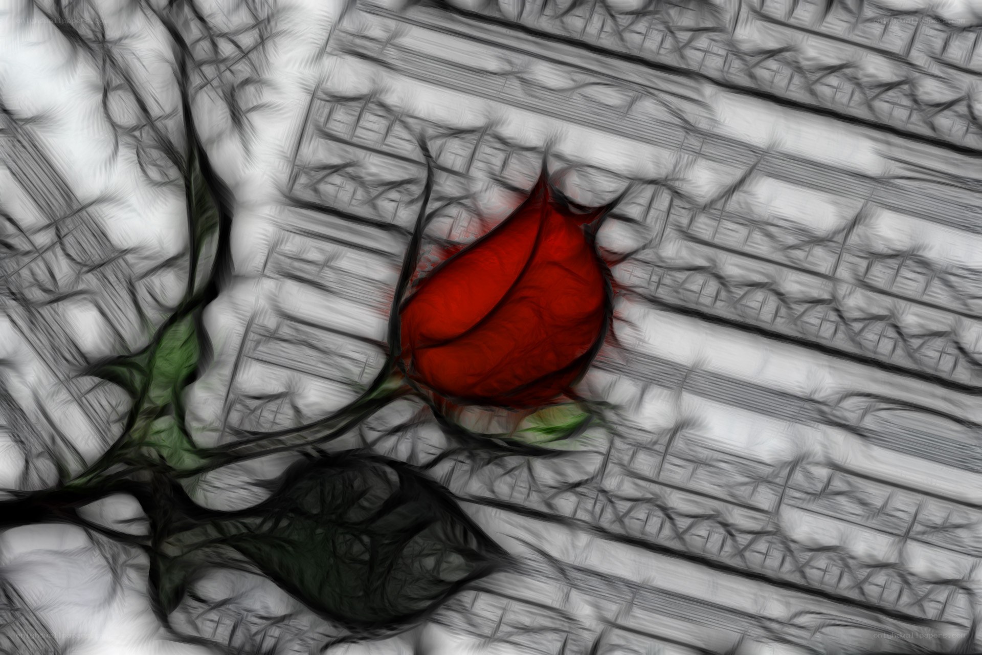 Red rose on music sheets