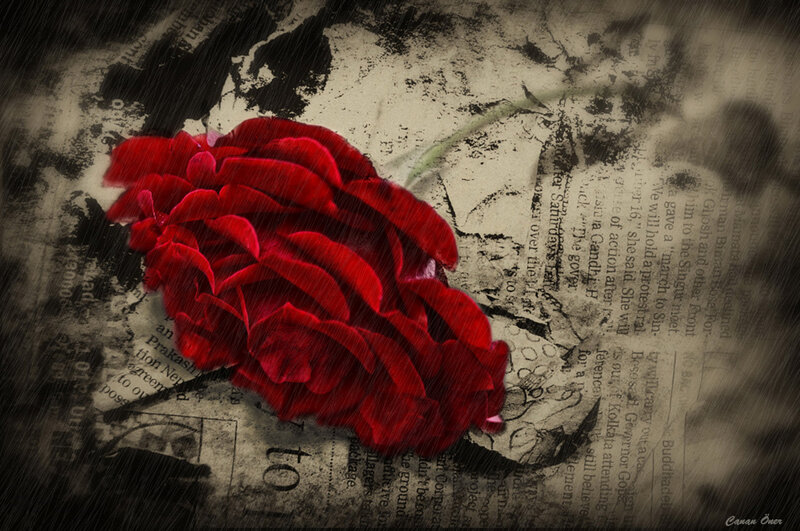 Red rose on newspaper in rain