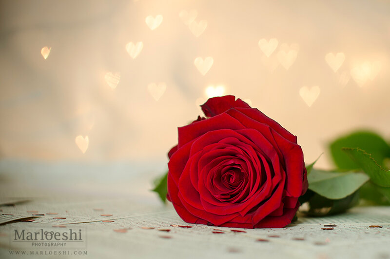 Red Rose on Newspaper