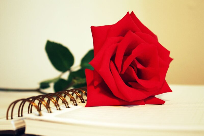 Red Rose on Notebook — Calm