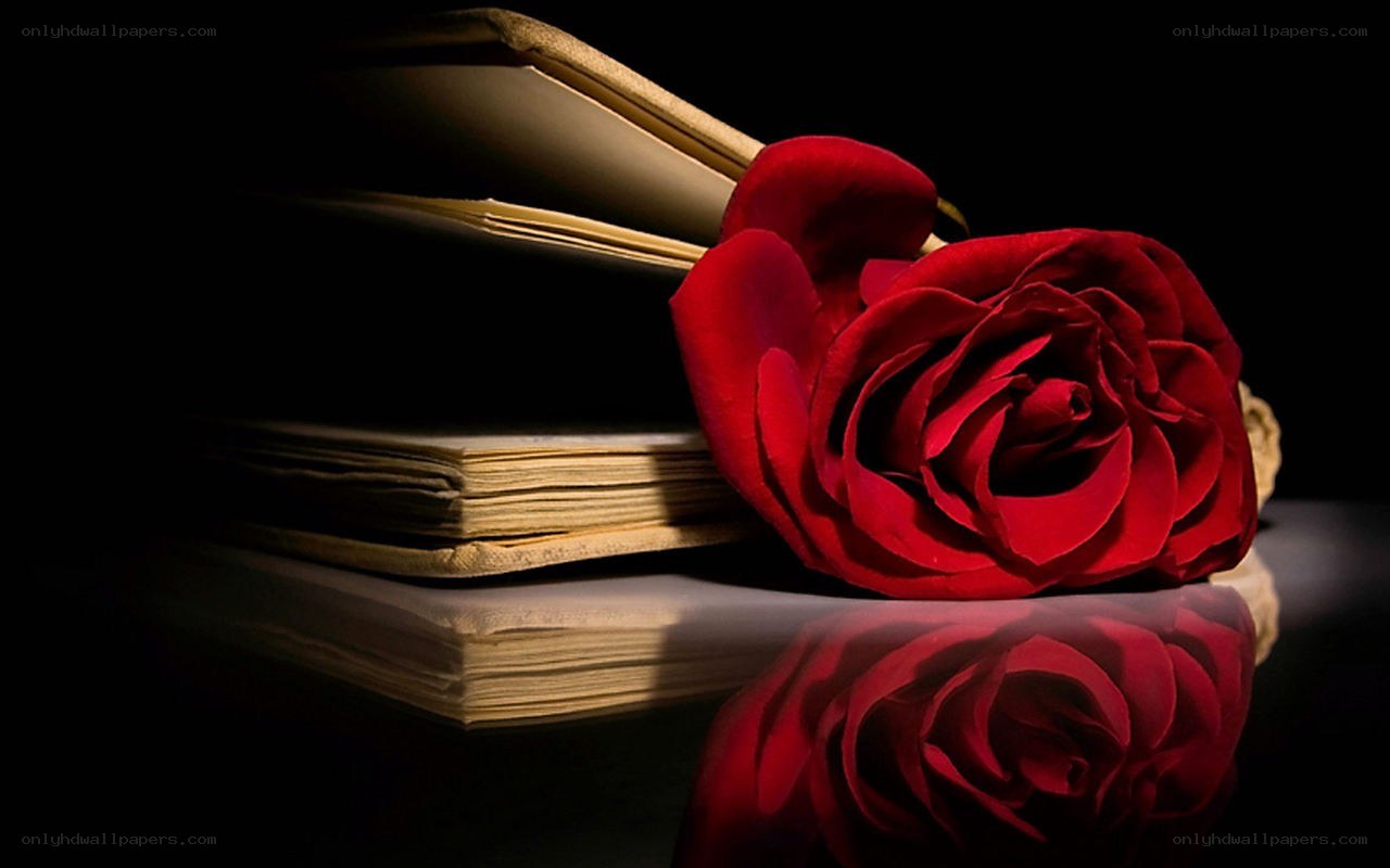 Red rose on old book