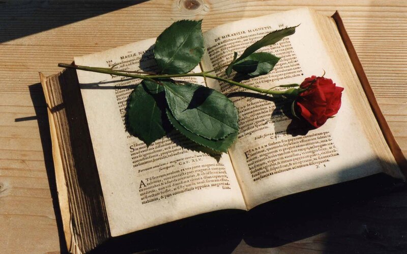 Red rose on old book
