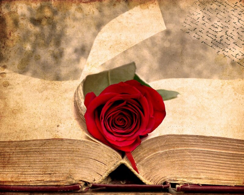 Red rose on old book